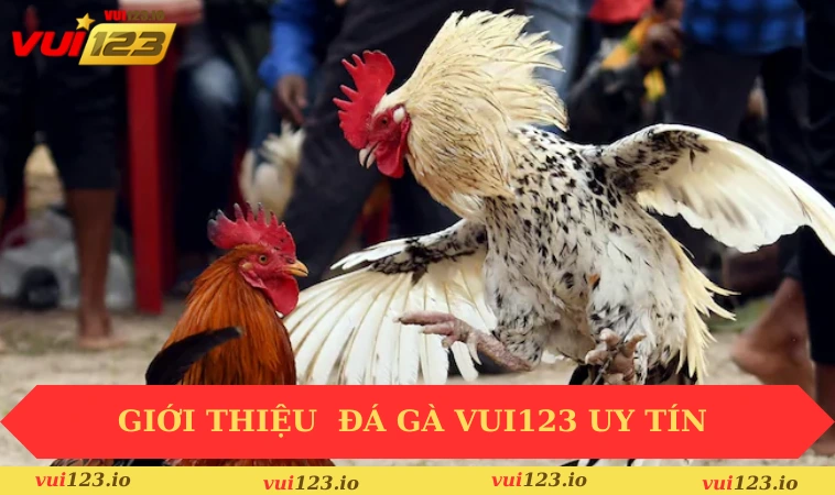 Đá gà VUI123 1 Giới thiệu chuyên mục đá gà VUI123 uy tín
